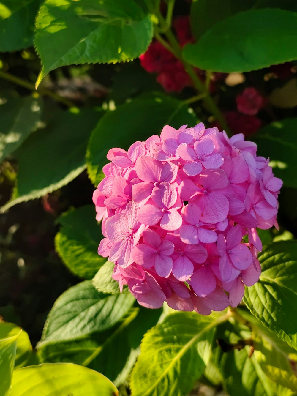 a pink flower with green leaves in the background