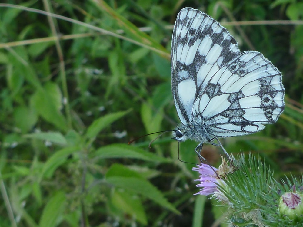 a white and black butterfly sitting on a purple flower