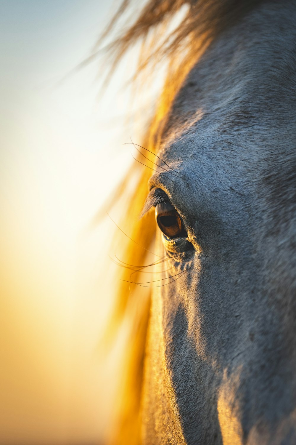 Un primer plano de la cara de un caballo con el sol de fondo