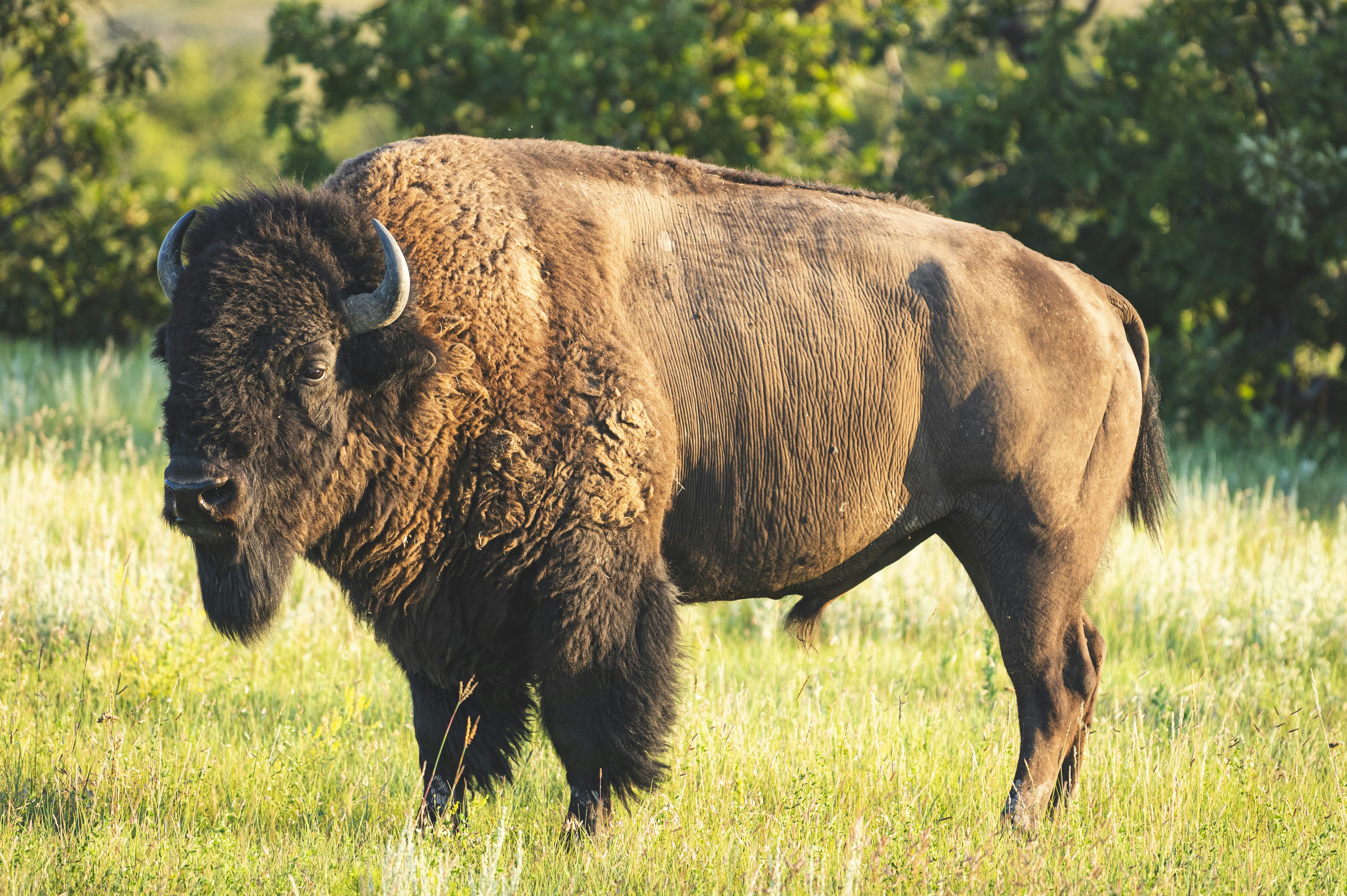 american bison