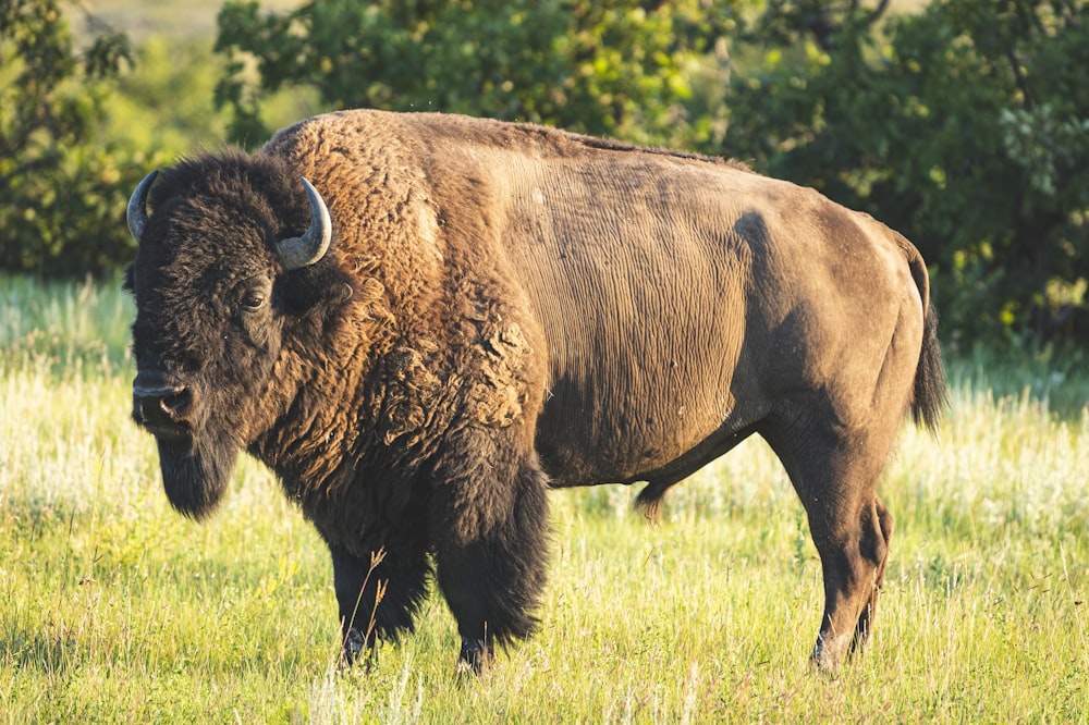 a large buffalo standing in a grassy field