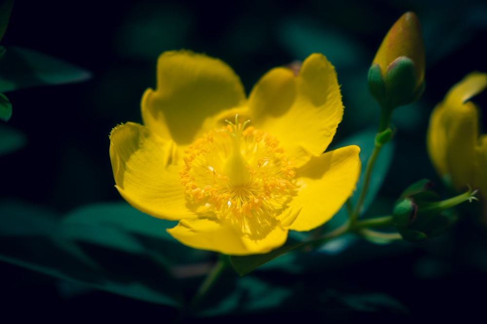 un primo piano di un fiore giallo con foglie verdi