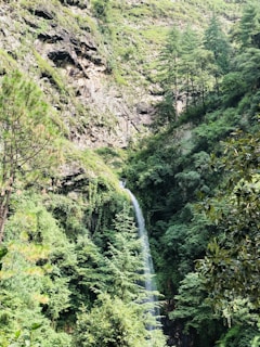 a waterfall in the middle of a lush green forest of Jibhi