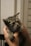 A small gray tabby kitten is being held gently in a pair of hands. The kitten's fur is fluffy and striped, and its large eyes are looking off to the side. The background is blurred, focusing attention on the kitten.
