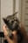 A small gray tabby kitten is being held gently in a pair of hands. The kitten's fur is fluffy and striped, and its large eyes are looking off to the side. The background is blurred, focusing attention on the kitten.