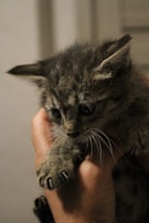 Hands gently holding a tiny, intricately made plush kitten.