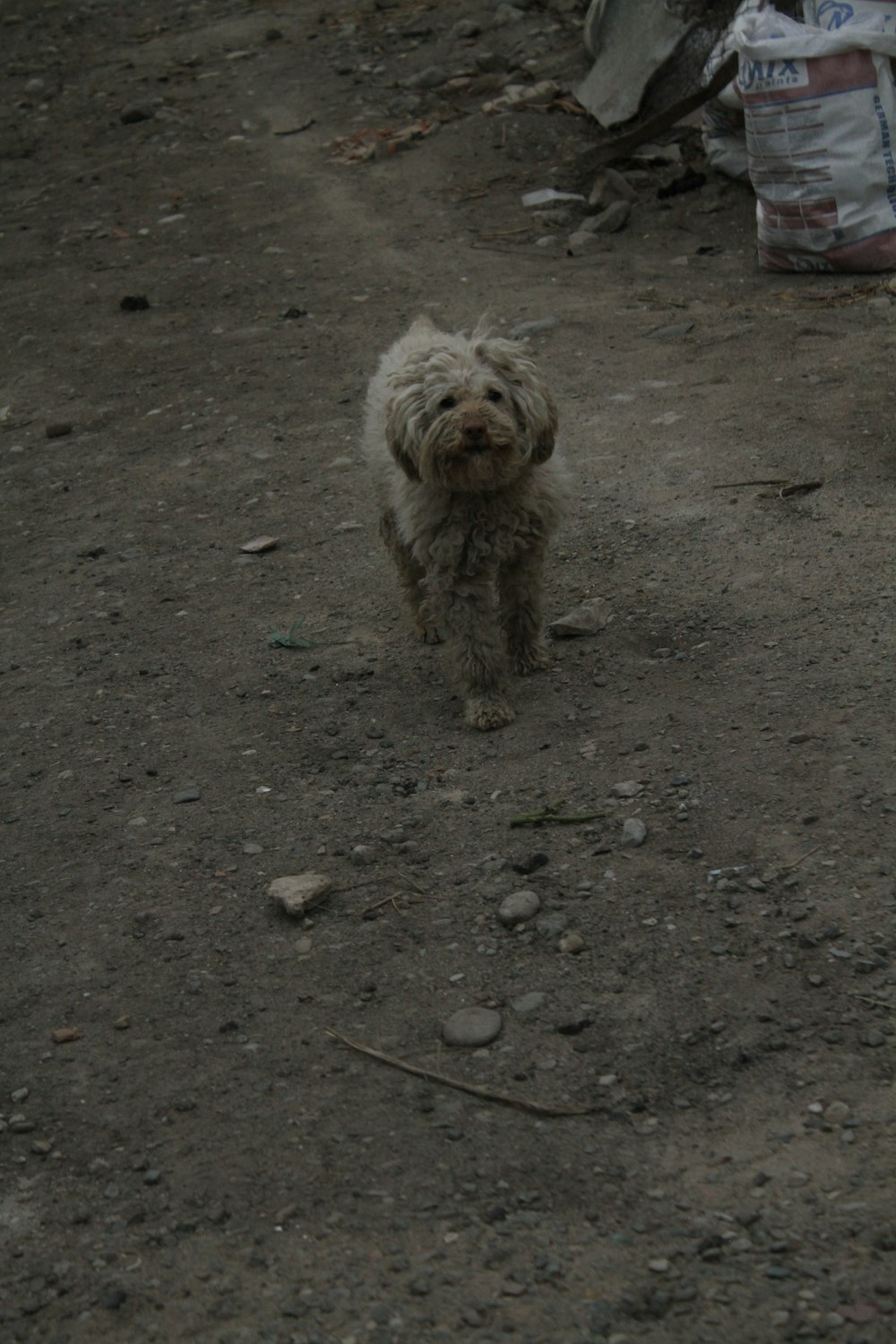 a small white dog walking across a dirt field