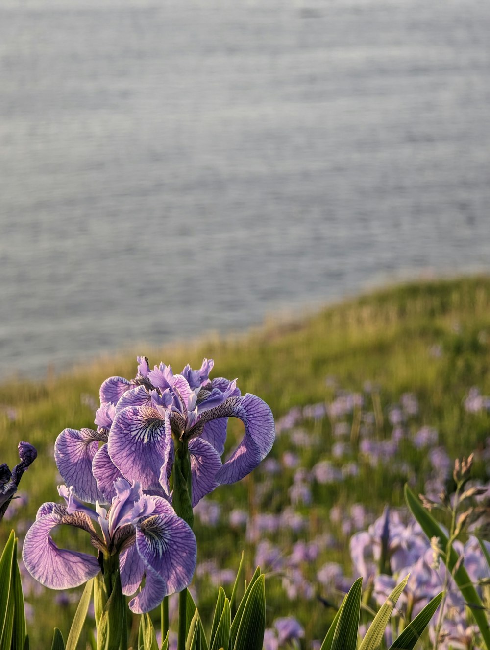 a field of purple flowers next to a body of water