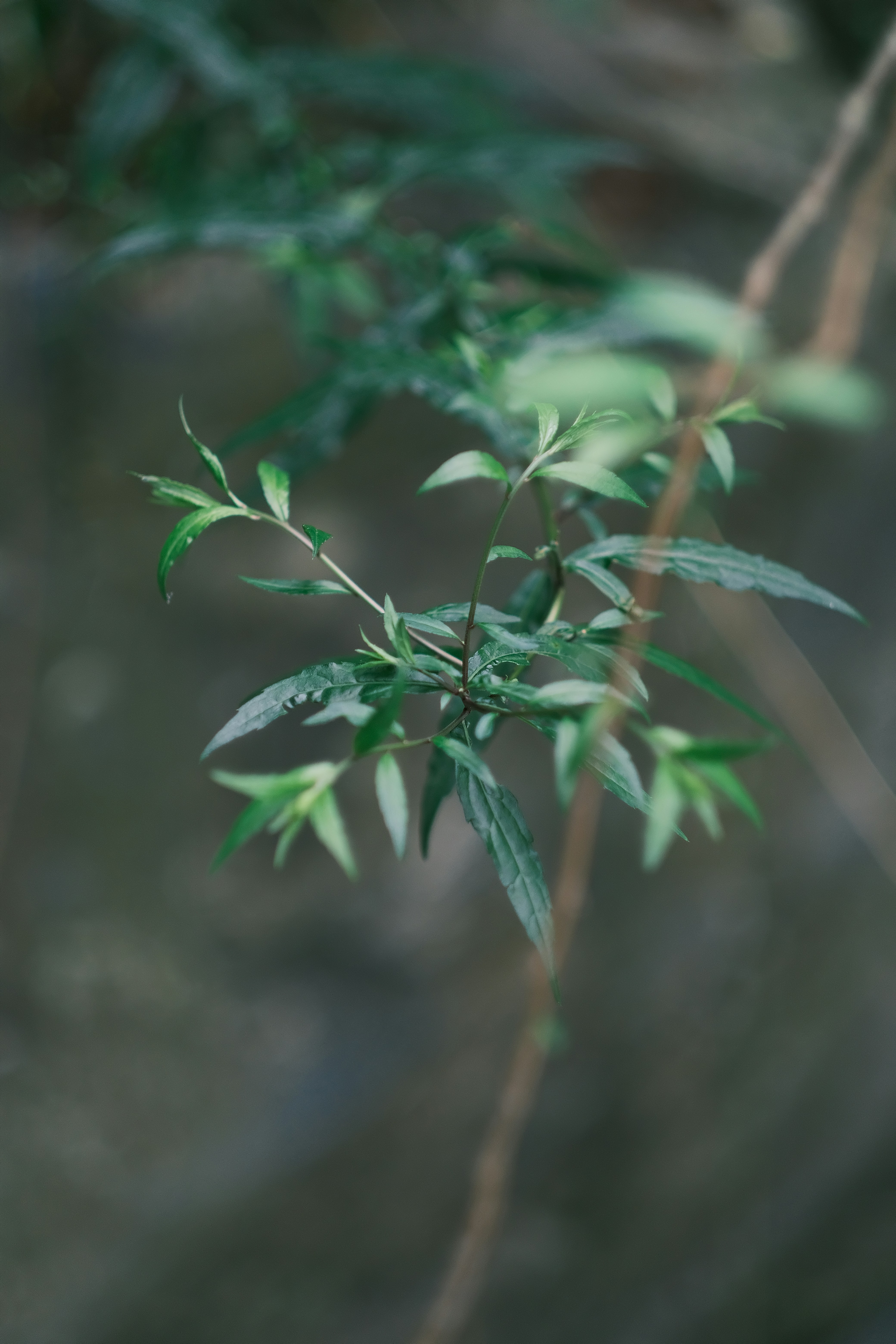 photo-1690125331892-447df35c3b0c?ixid=M3wxMjA3fDB8MXxzZWFyY2h8MjB8fGJhdGlkb3MlMjBoZXJiYWxpZmV8ZW58MHx8fHwxNzU5MjkzNzU0fDA\u0026ixlib=rb-4.1.0