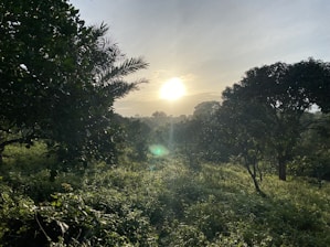A serene landscape with a sunrise illuminating a tranquil forest, symbolizing renewal and connection to nature.