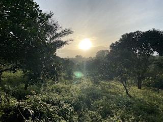A serene landscape with a sunrise over a forest.