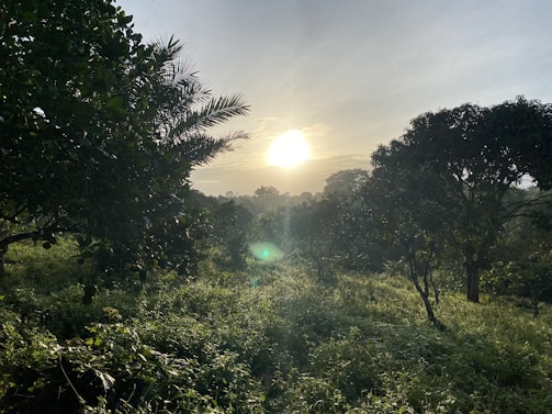 A serene sunrise over a lush green forest with golden light filtering through the trees.