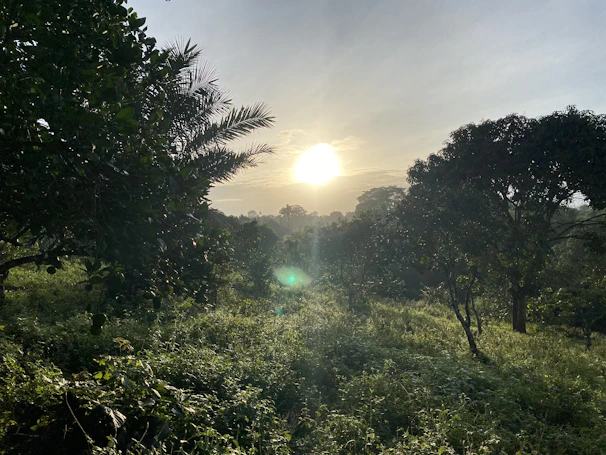 A serene sunrise over a lush forest symbolizing hope and renewal in sustainable science.