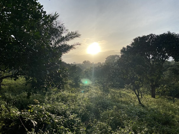 A still from a nature documentary capturing a serene forest sunrise