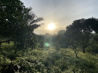 A serene forest landscape captured at sunrise with the sun casting a warm glow over lush green foliage. Tall trees frame the scene, with sunlight filtering through the branches and creating a peaceful, natural ambiance.