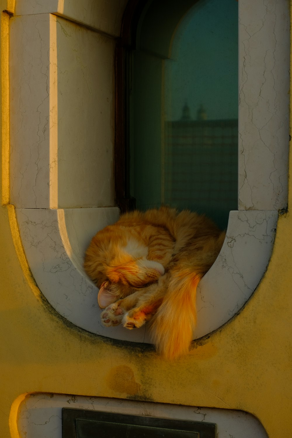 an orange and white cat laying on top of a window sill