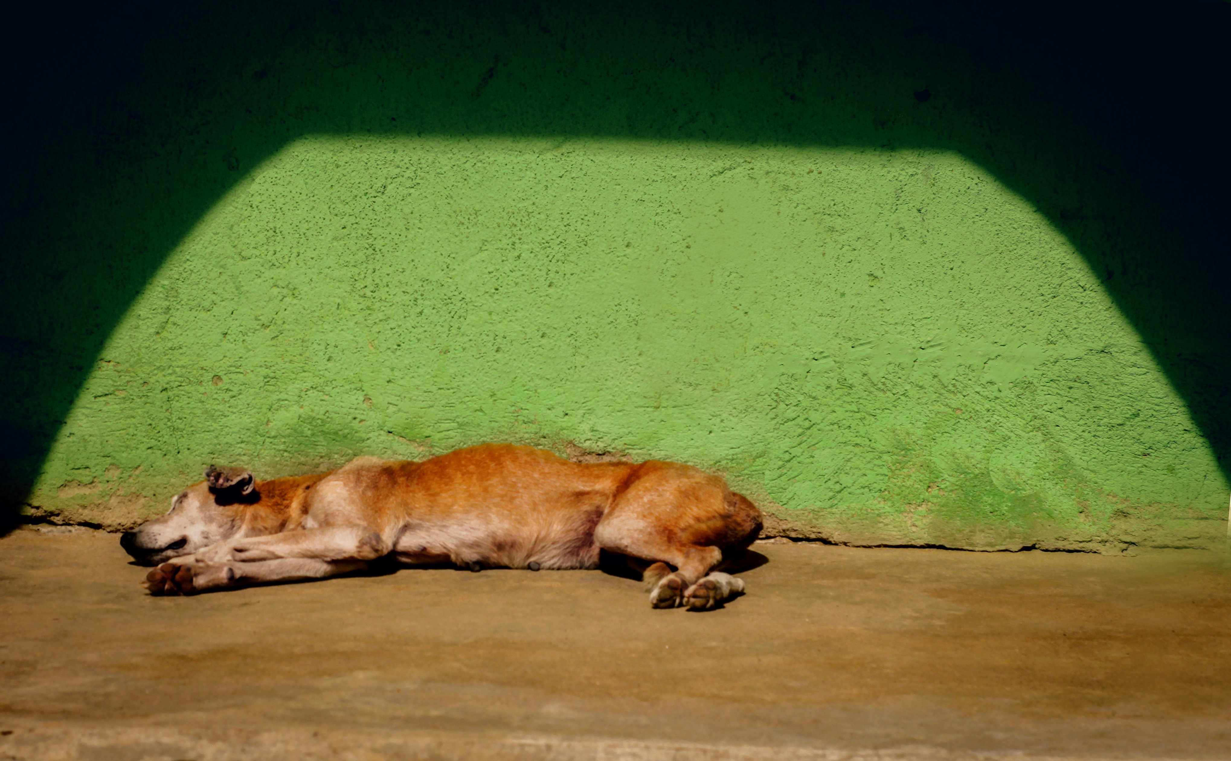 Ginger dog lying in front of a green wall