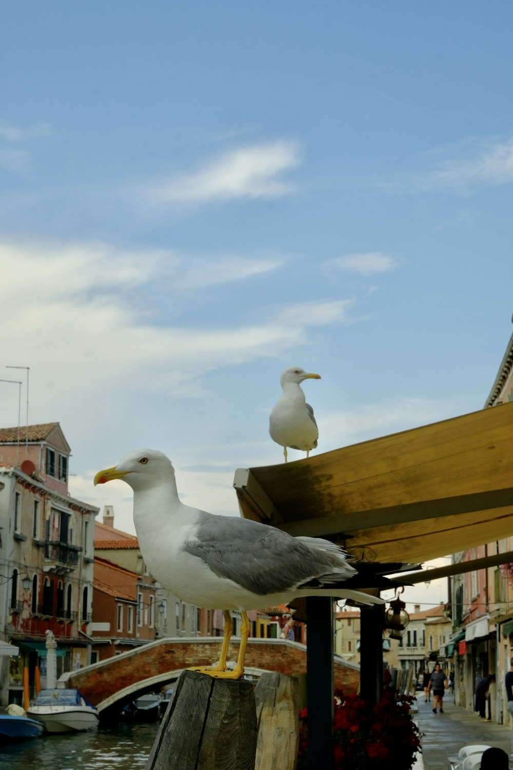 two seagulls are perched on a wooden structure