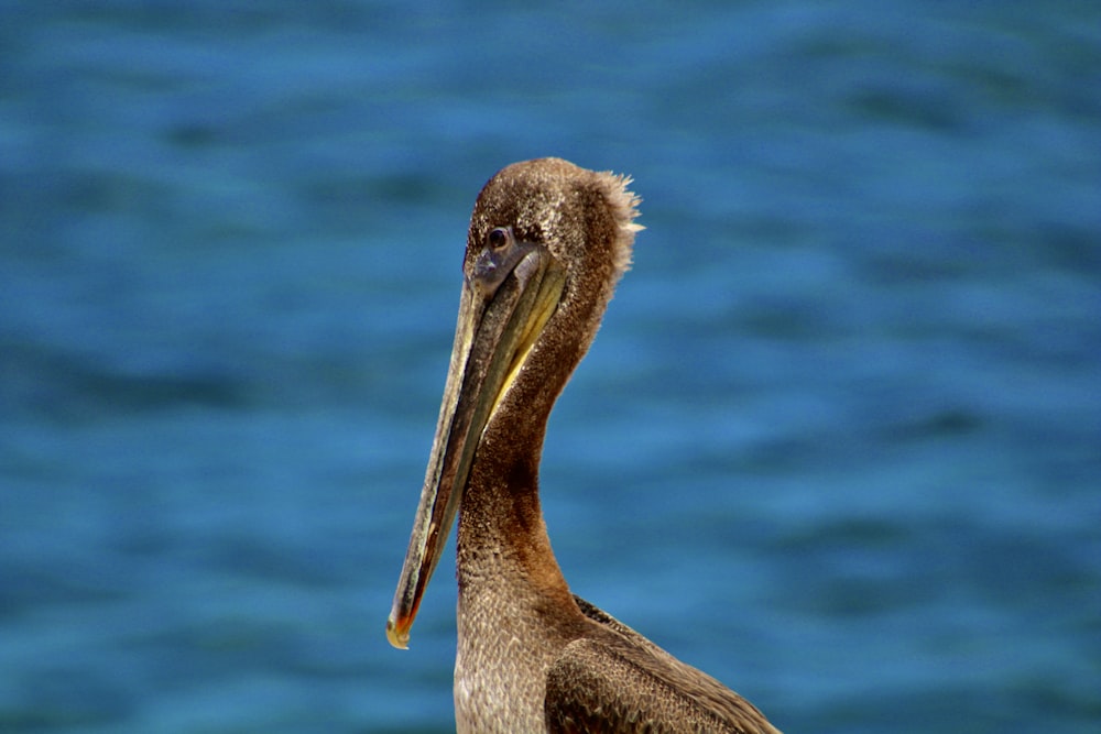 a bird with a long beak standing in front of a body of water