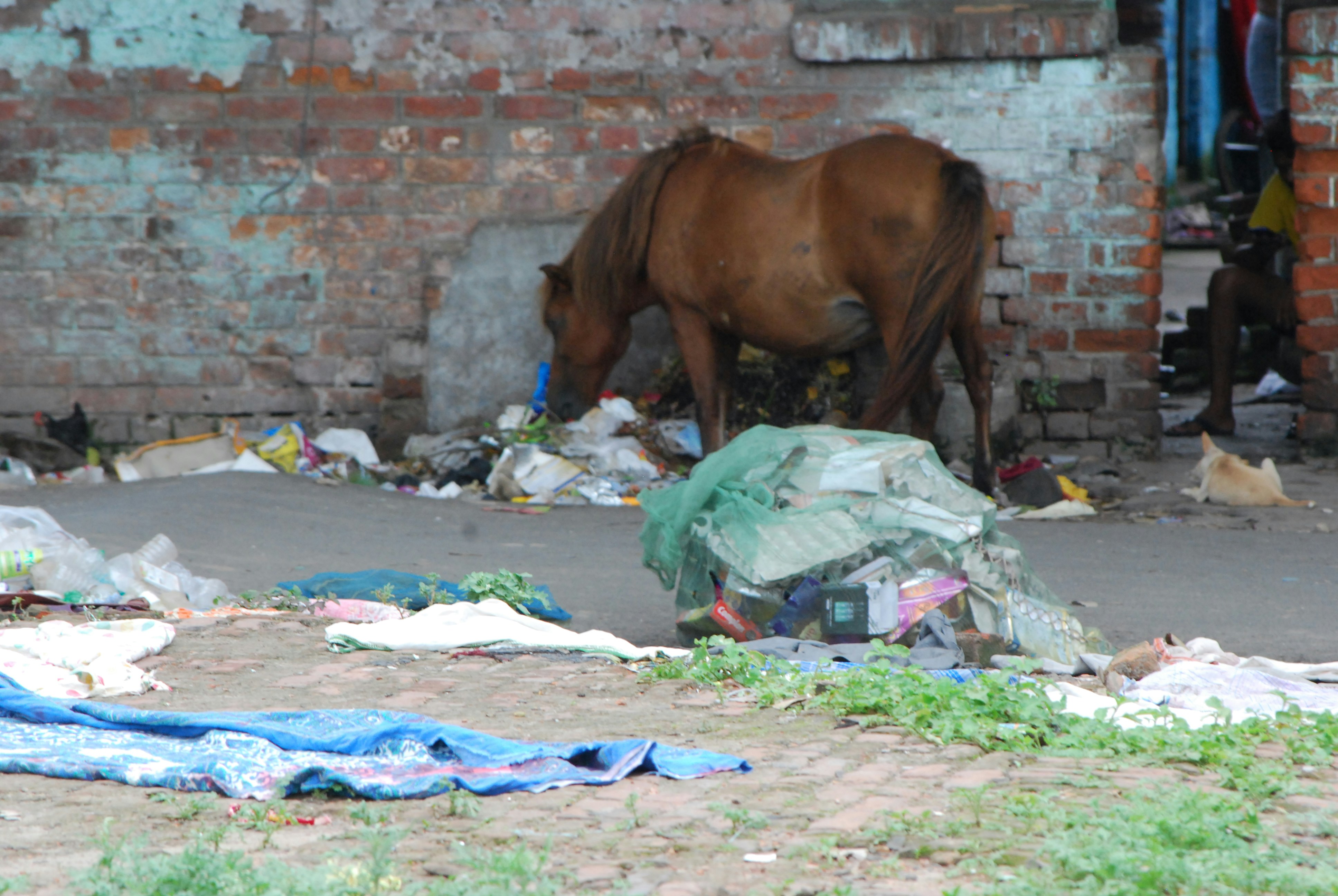 Understanding the Dead Horse Theory: Key Takeaways for Personal and Community Growth