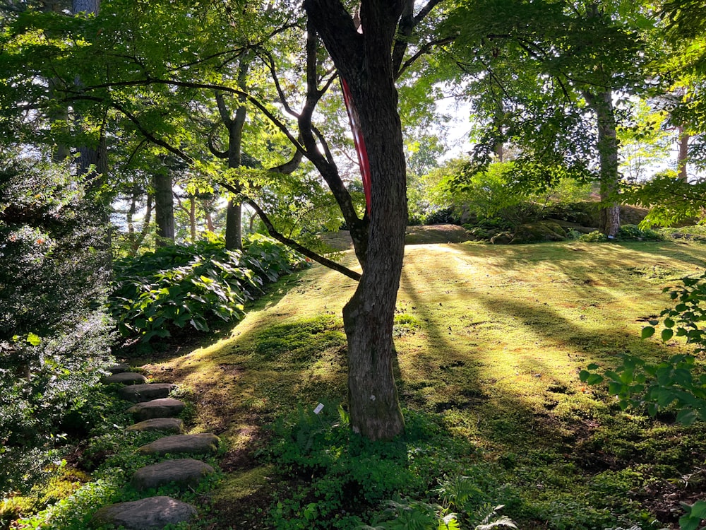 a tree in the middle of a grassy area