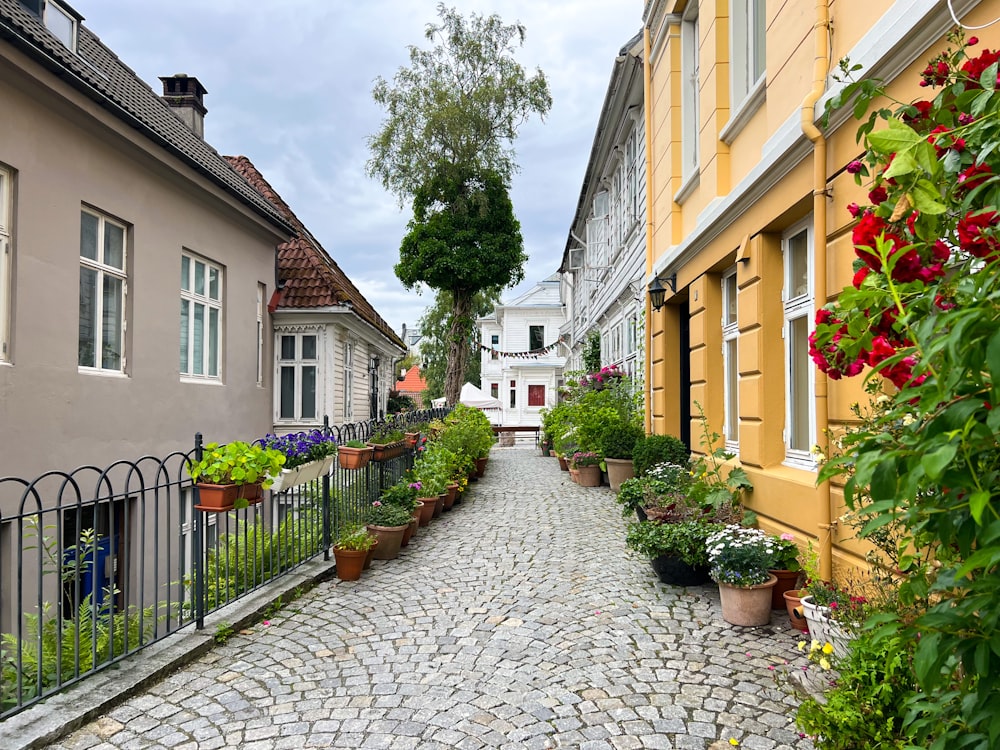 a cobblestone street lined with potted plants