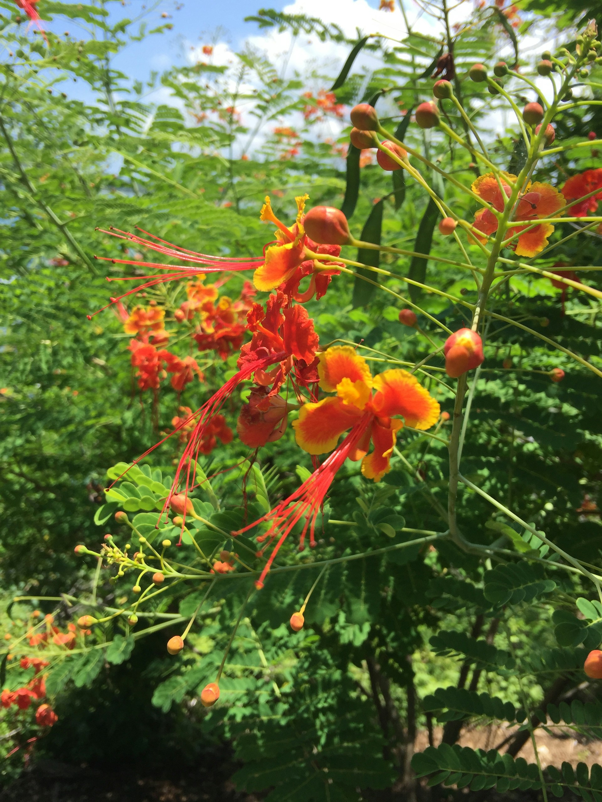 Bright orange and blue Strelitzia augusta flowers blooming vividly amidst rich green leaves in a sunlit garden.