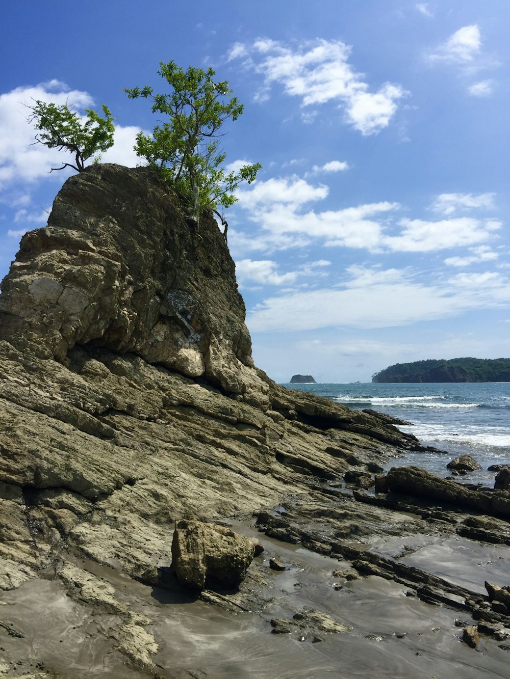 a small tree grows on a rock near the ocean