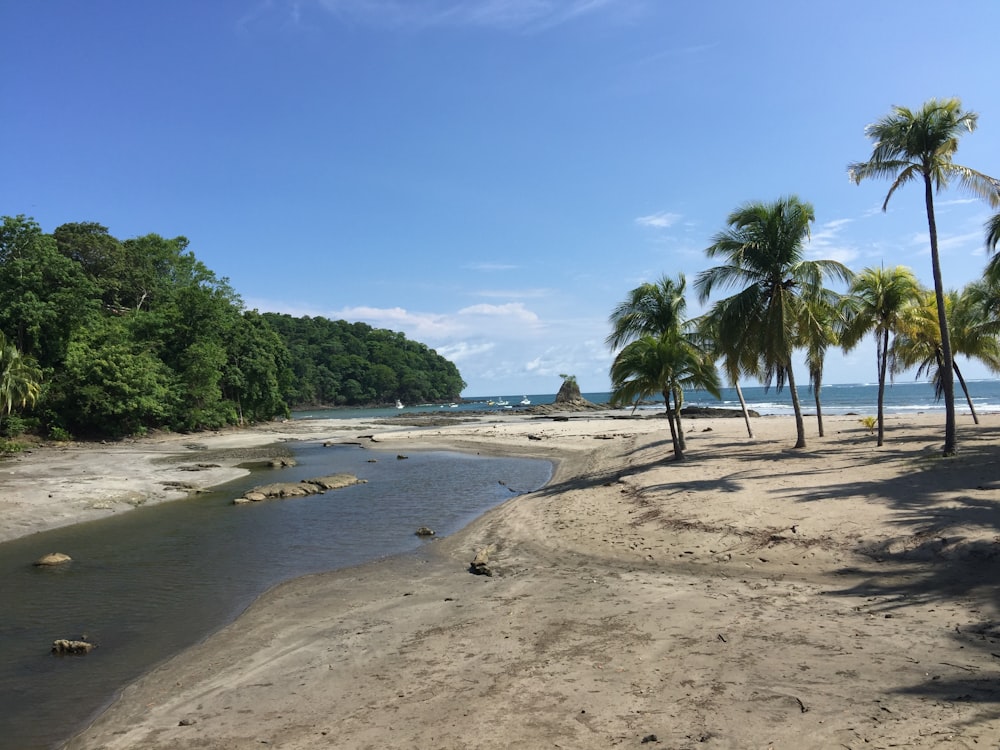 a sandy beach with palm trees and a body of water