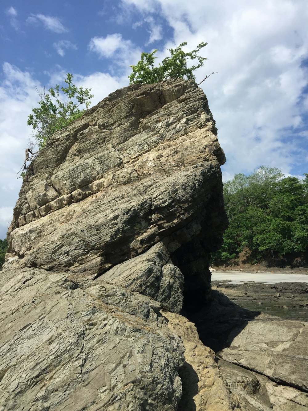 a large rock with a tree growing out of it