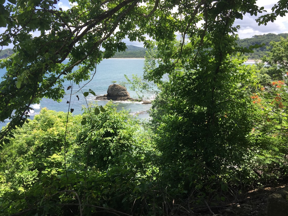 a view of a body of water through some trees