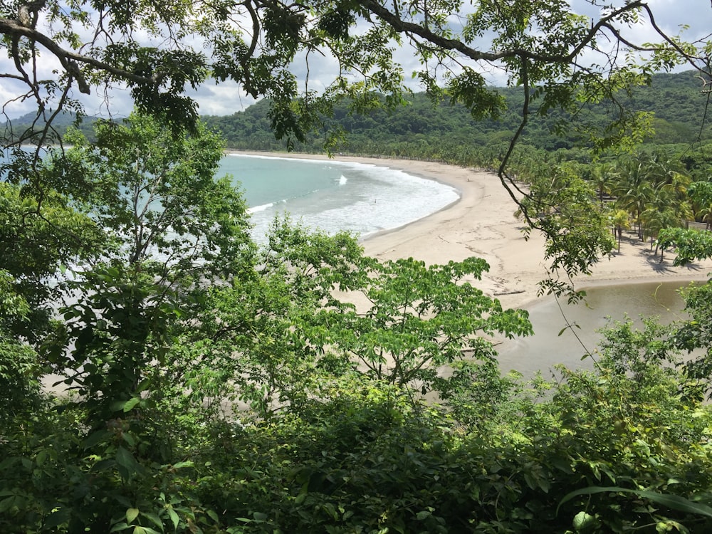 a view of a beach through some trees