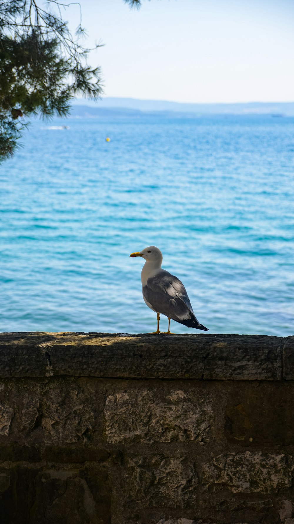 a seagull sitting on a stone wall near the ocean