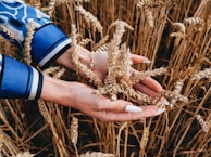A pair of hands gently cradles golden stalks of wheat in a field, dressed in a vibrant blue-patterned sleeve. The hands exhibit clean, manicured nails with light nail polish. The wheat is ripe, with heads full of grain, ready for harvest.