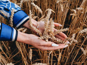 A warm close-up of hands gently holding fresh green wheat stalks in a sunny field.