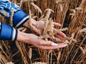 A pair of hands gently cradles golden stalks of wheat in a field, dressed in a vibrant blue-patterned sleeve. The hands exhibit clean, manicured nails with light nail polish. The wheat is ripe, with heads full of grain, ready for harvest.