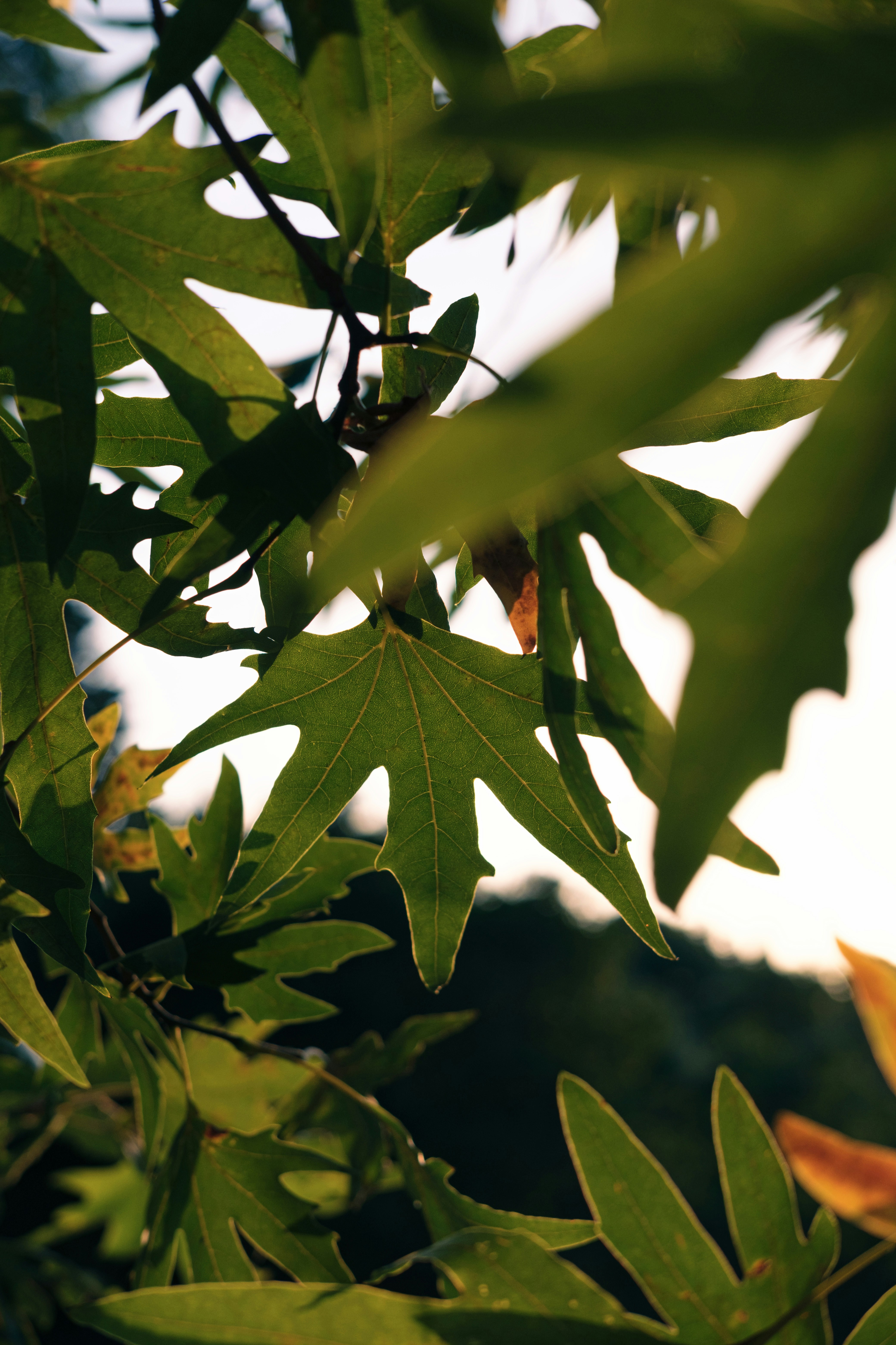 Photo by julien_daga