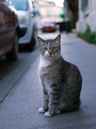 a grey and white cat sitting on a sidewalk