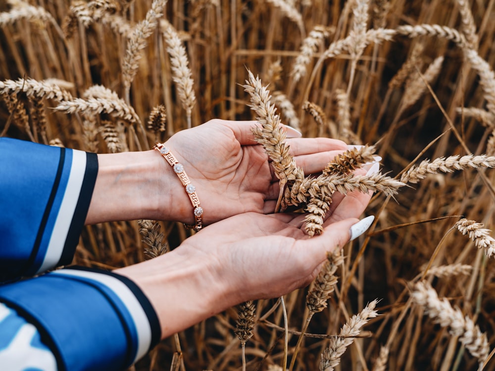 a person holding a bunch of wheat in their hands