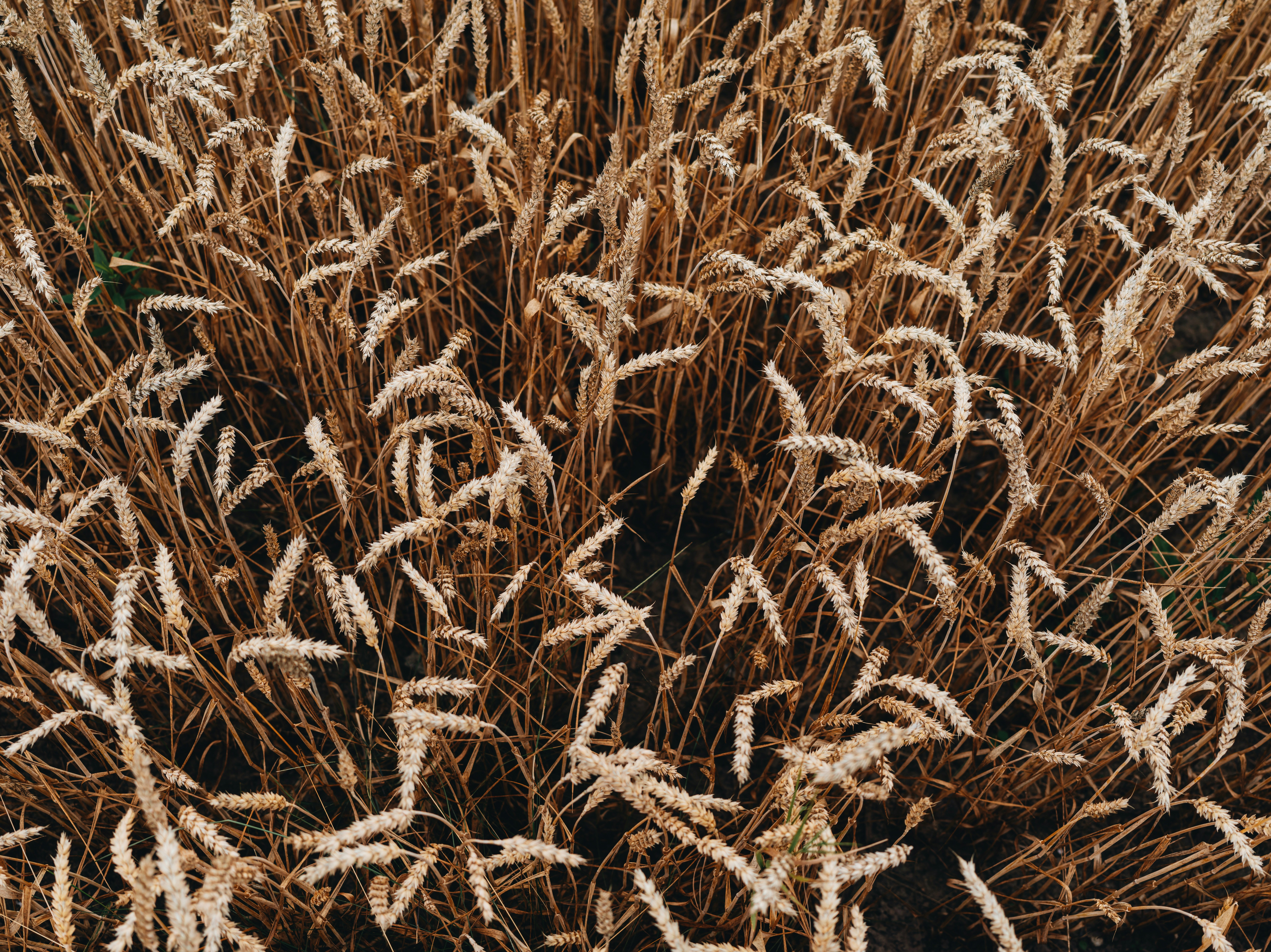 Photo by egorkomarov