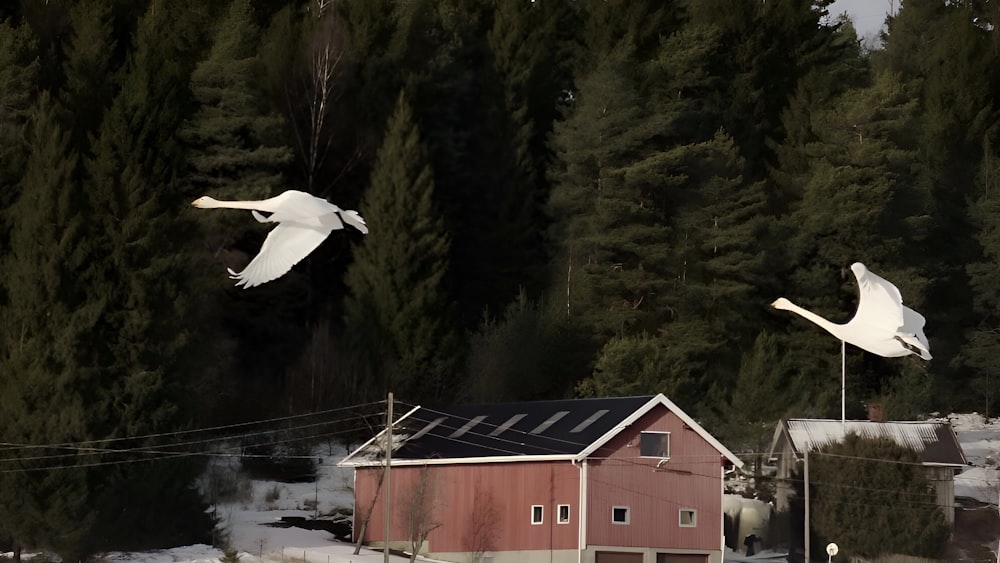 two white birds flying over a red building
