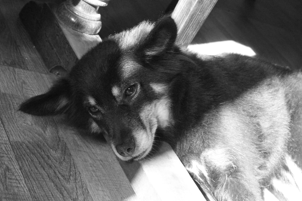 a black and white photo of a dog laying on the floor