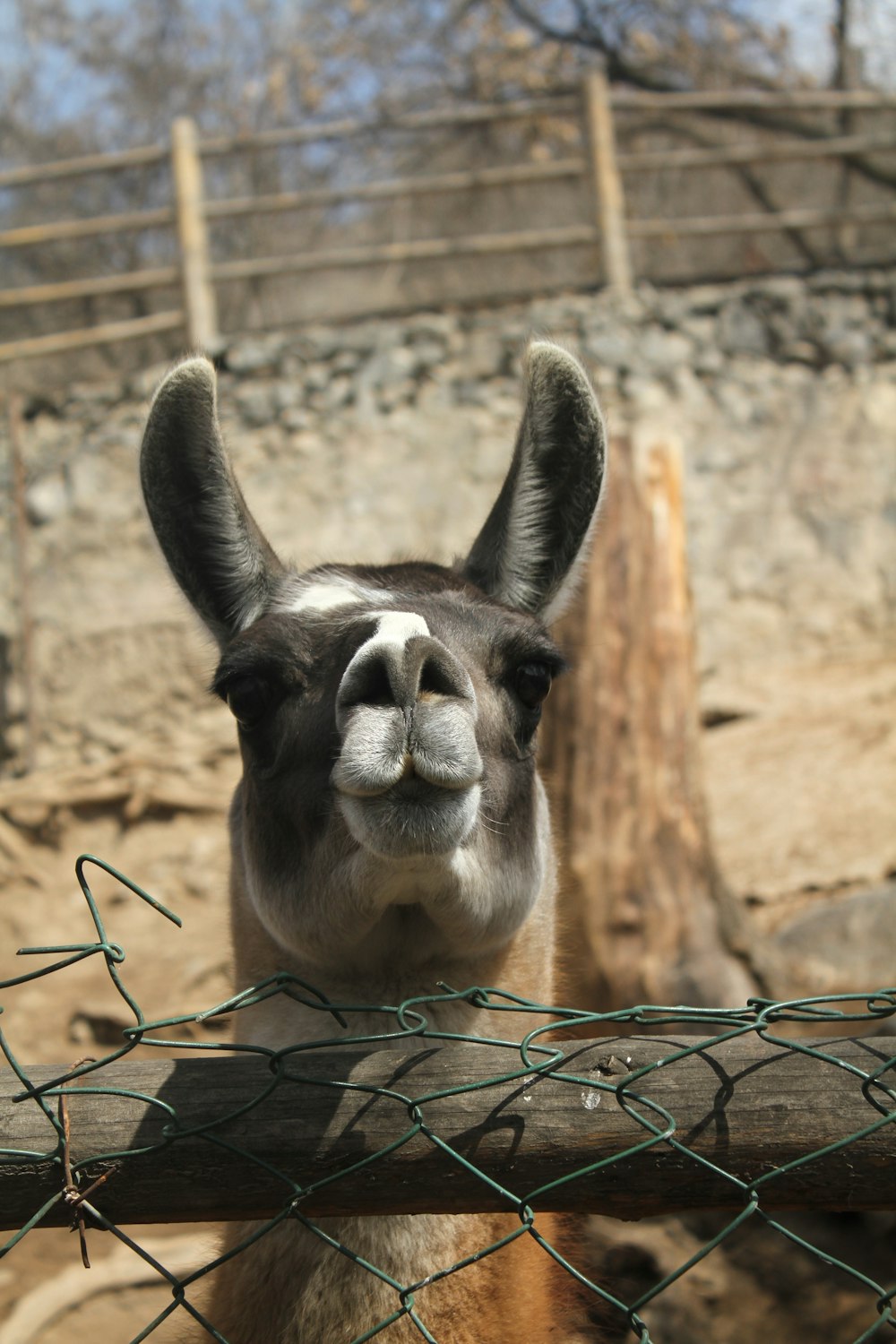 a close up of a llama behind a fence