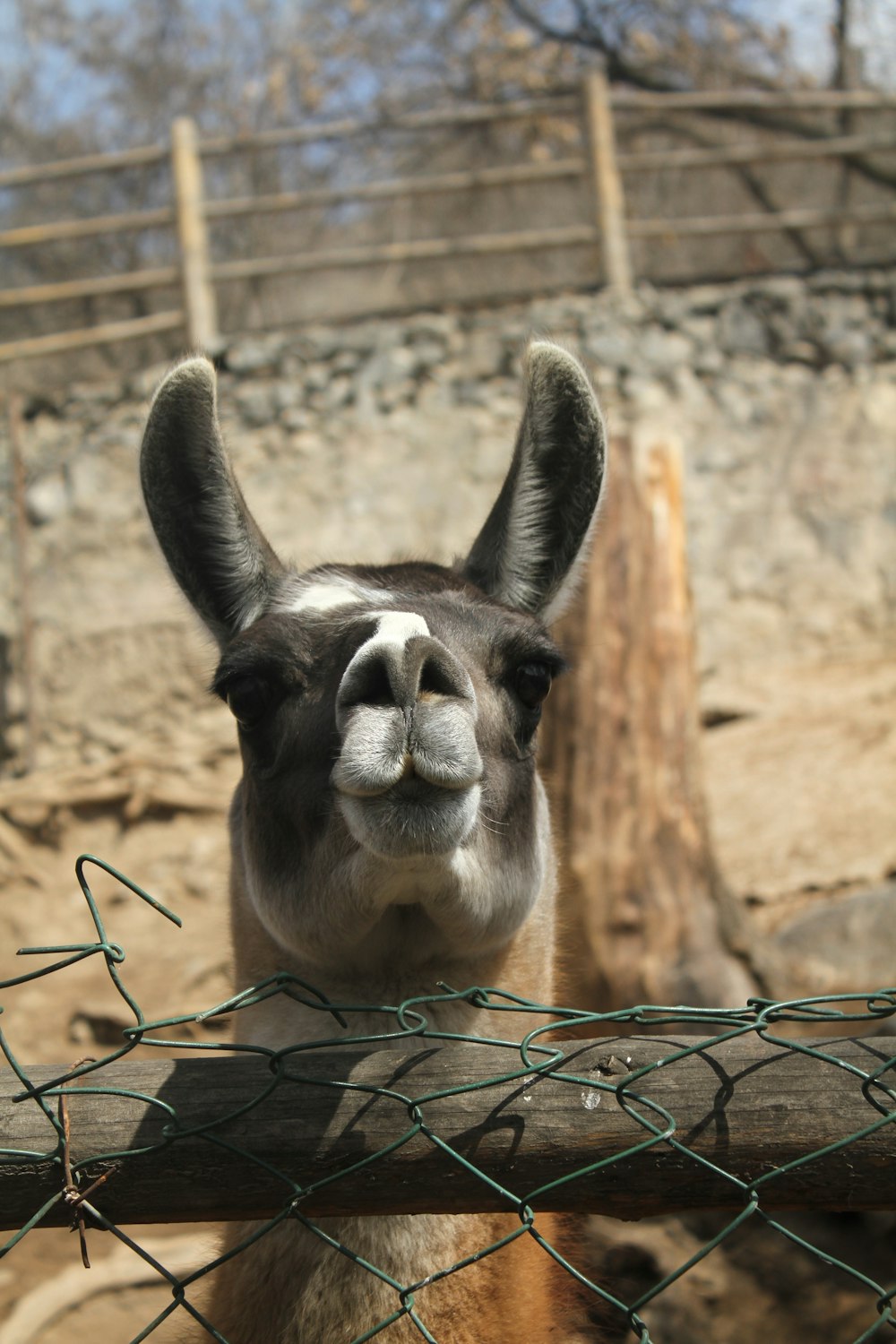 Un primer plano de una llama detrás de una cerca