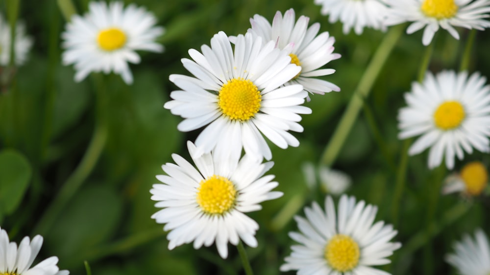 a bunch of white flowers with yellow centers