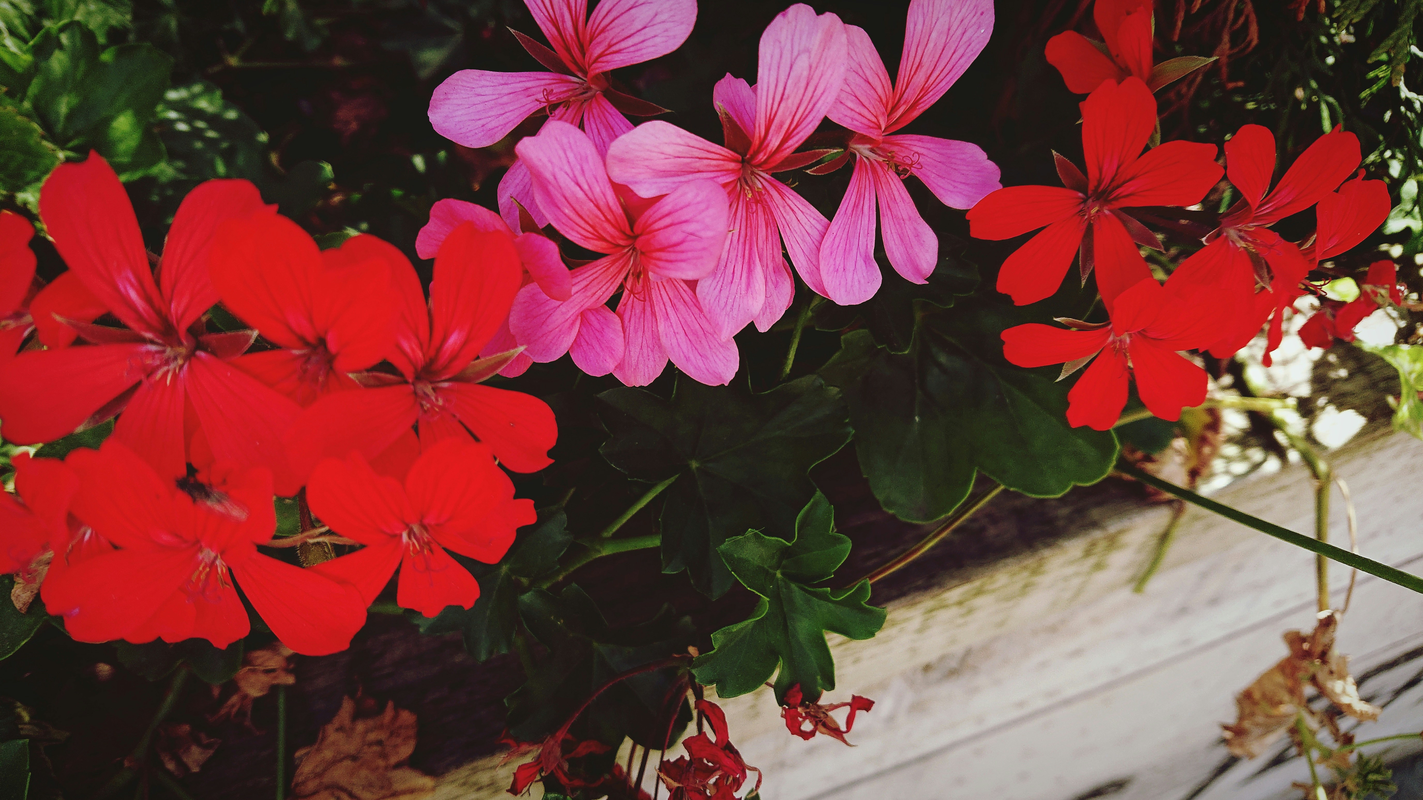 a bunch of red and pink flowers in a window box