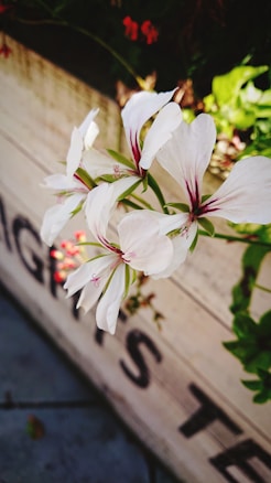 A close-up of delicate white flowers with pink accents, set against a blurred background featuring wooden text and bright green leaves.