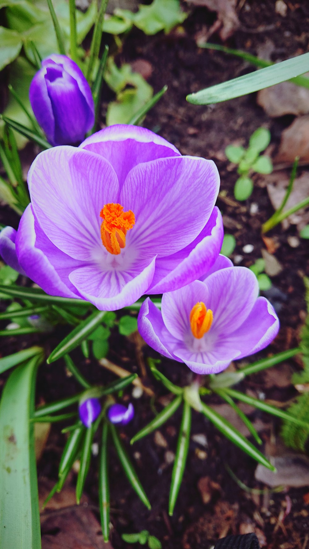 a group of purple flowers sitting on top of a lush green field