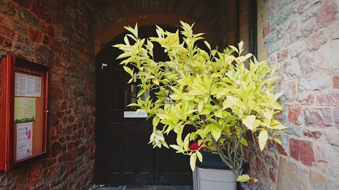 A welcoming community noticeboard in a New Zealand town with native plants around.