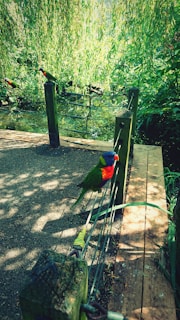 A vibrant jungle scene with dappled sunlight highlighting colorful tropical birds perched on lush green branches.